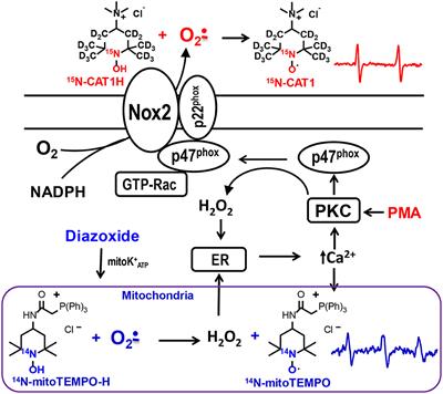Coupling of phagocytic NADPH oxidase activity and mitochondrial superoxide production